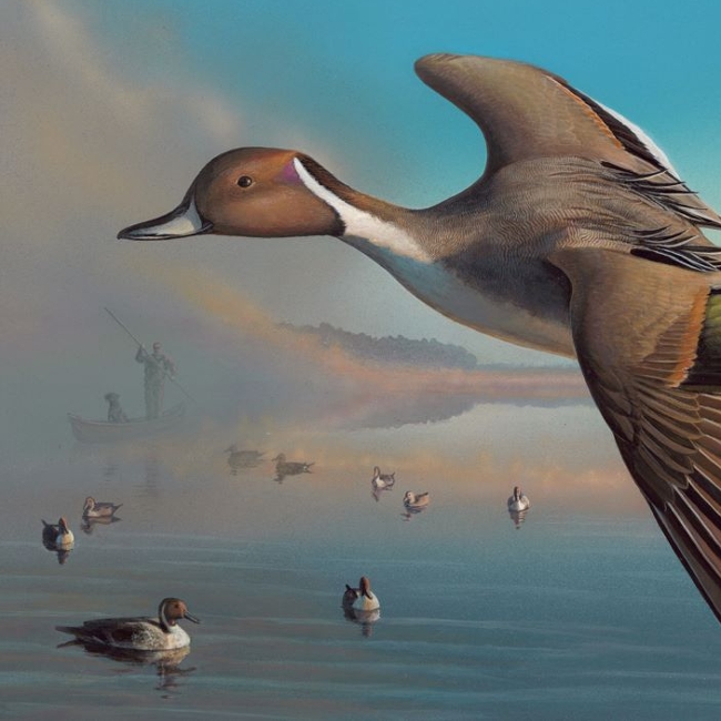Painting of northern pintail