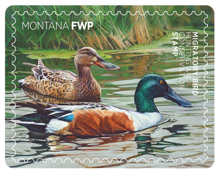 2026 Migratory Bird Stamp Winner