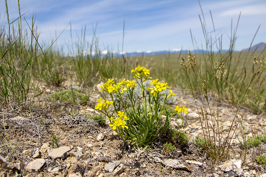 Wildflowers at Beaverhead Rock State Park