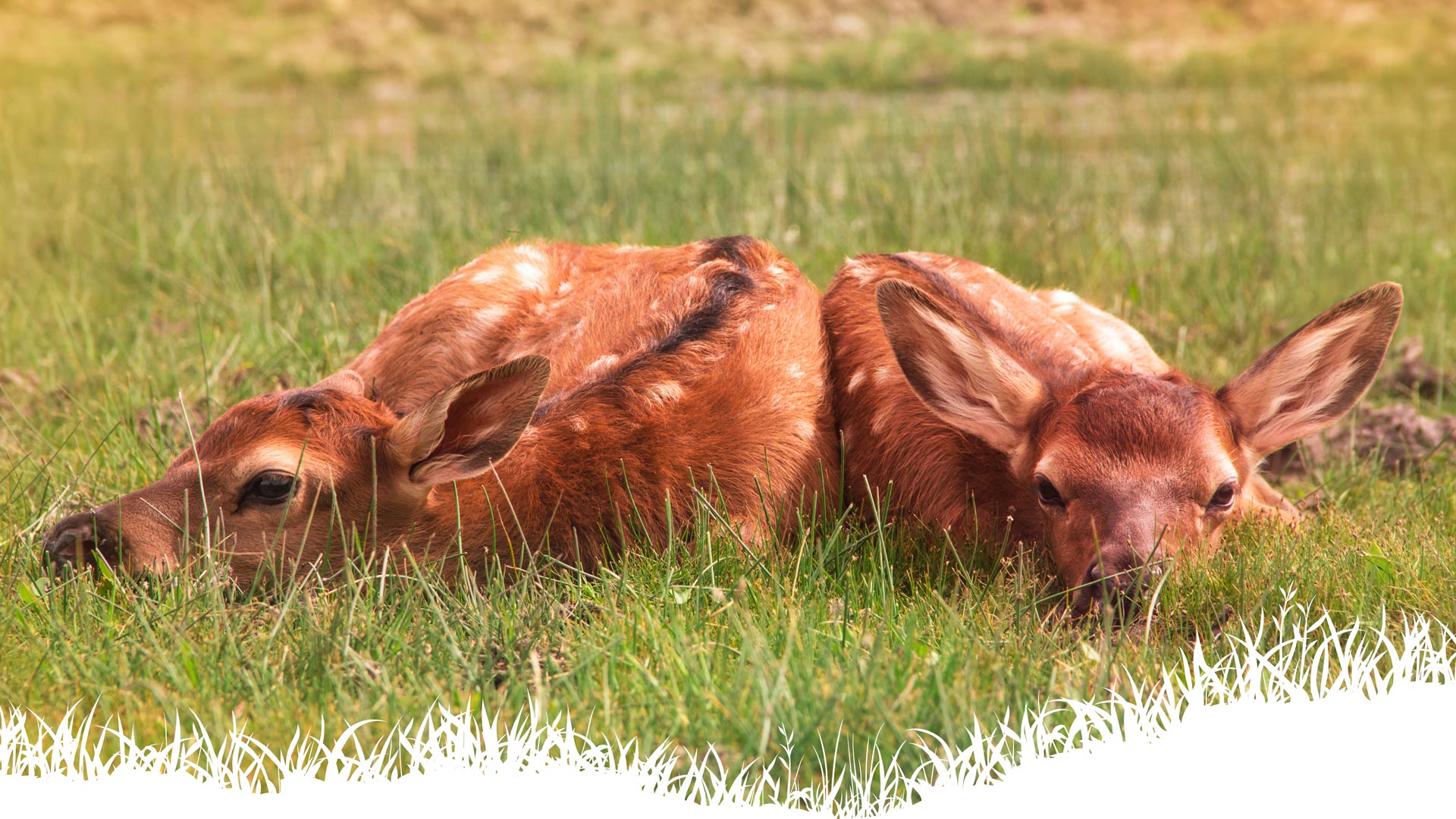 Elk calves