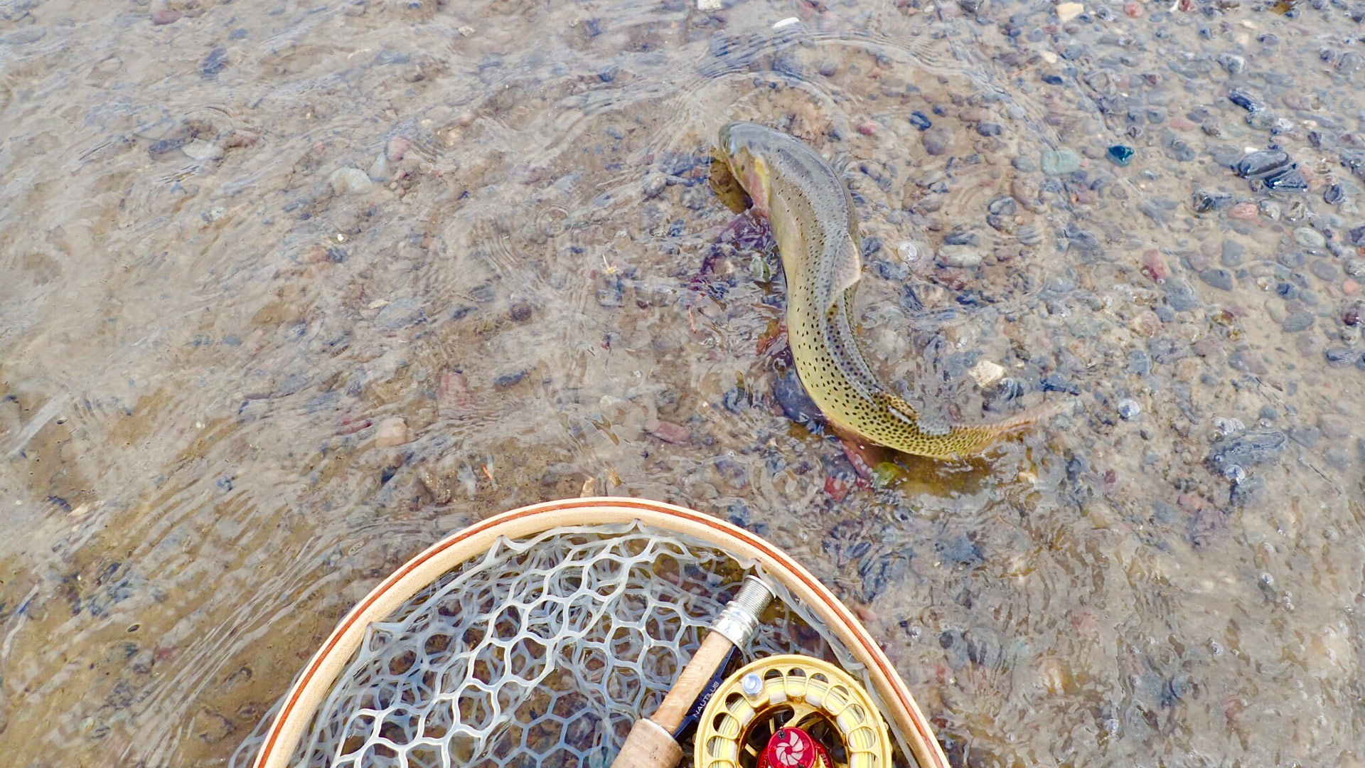 Photo of fish being released