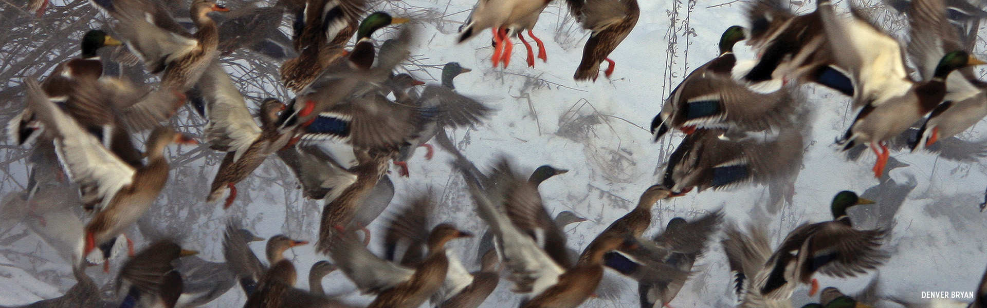 Mallards in flight by Denver Bryan