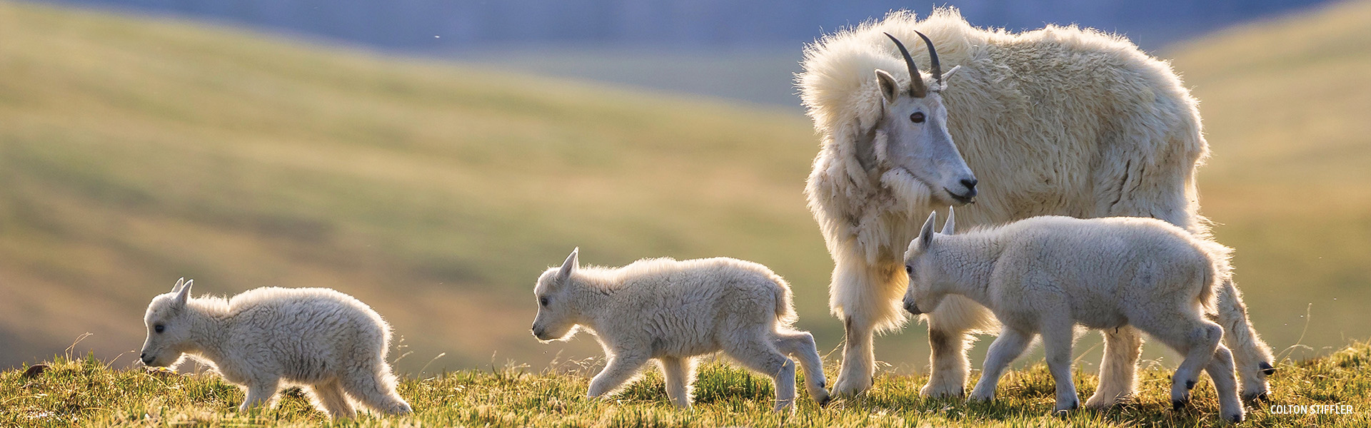 Mountain goat with babies by Colton Stiffler