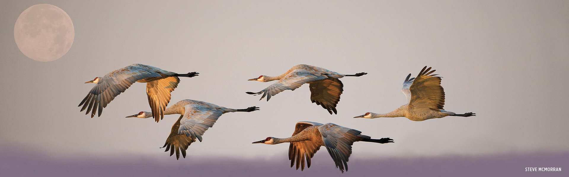 Flying herons by Steve McMorran
