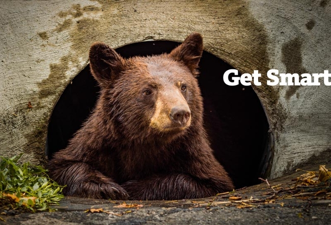 Simply by taking out the trash, Missoula became North America’s largest Bear Smart Community