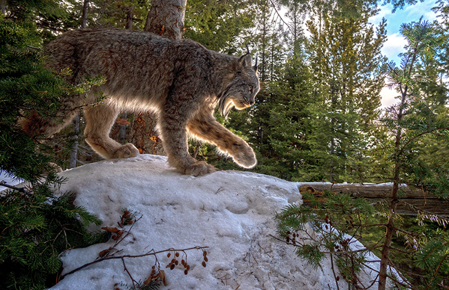 Canada lynx live secretive lives, but new research is helping unveil some of their mysteries.