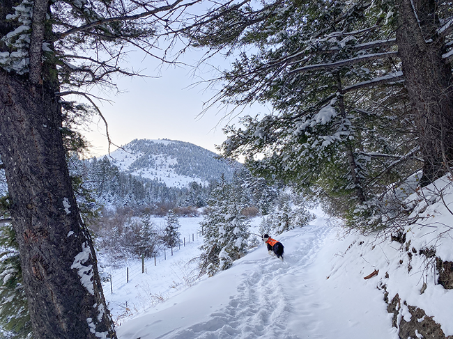 Writer Nicole Qualtieri's dog poses in the Mount Haggin WMA snow