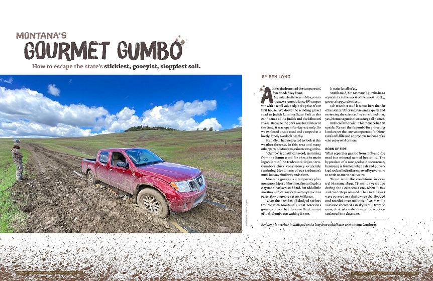 Photo of pheasants being released into the wild