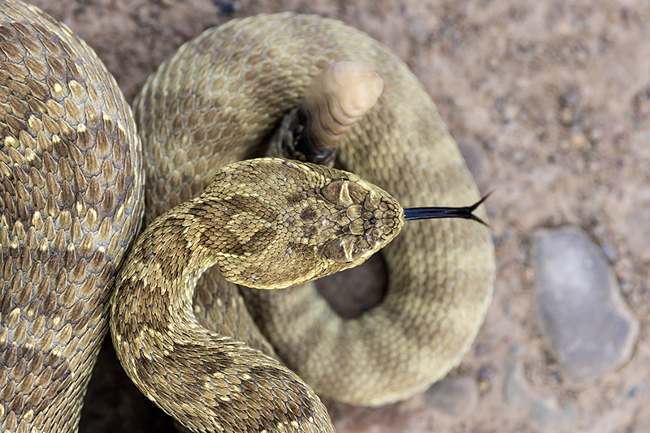 A guide to keeping dogs alive and well in snake country