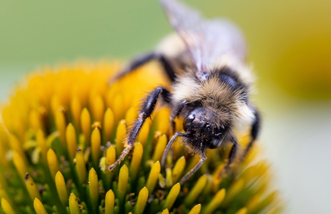bumble bee on cone flower by Tamra Hatch