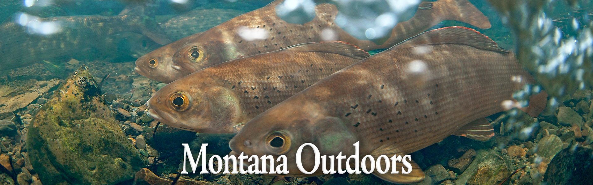 Underwater photo of grayling courtesy of Eric Engbretson