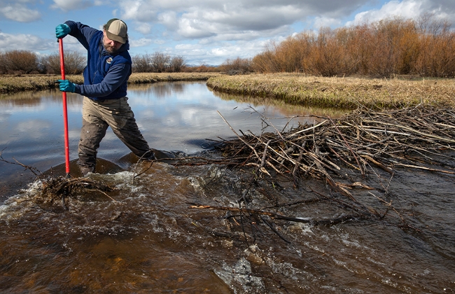 FWP biologist creates a temporary gap in a beaver dam on Steel Creek.
