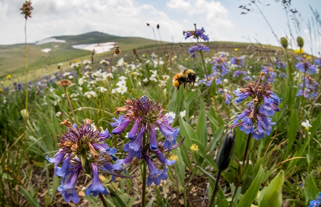A Lapland bumble bee (Bombus sylvicola) in the Beartooth Range packing a large wad of pollen with its corbicula.