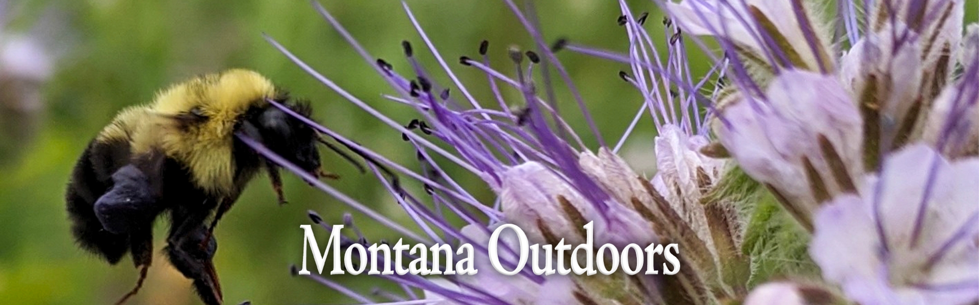 Bumble bee on Phacelia flower by Tabitha Graves / USGV