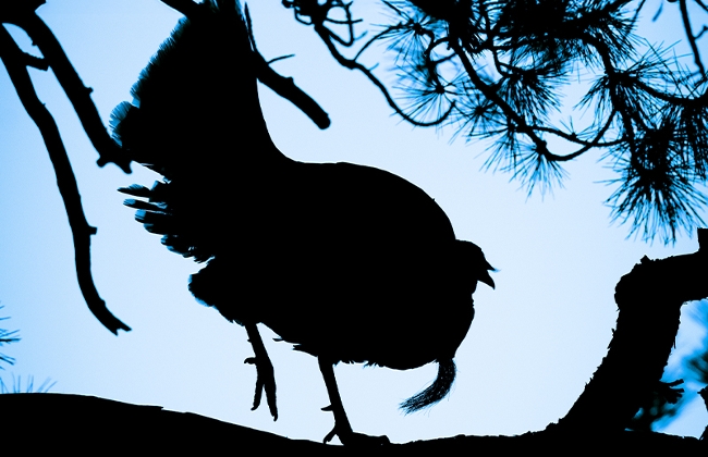 A tom turkey prepares to fly down from his roost at sunup.