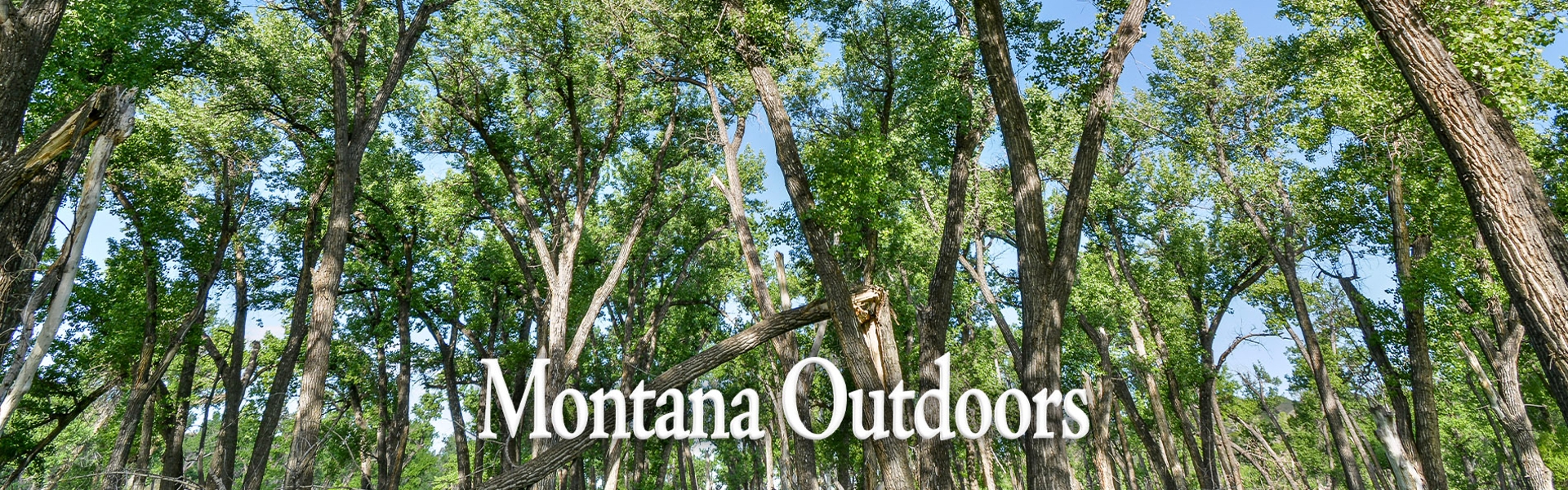Gallery forest of mature cottonwoods by Jacob Lilley