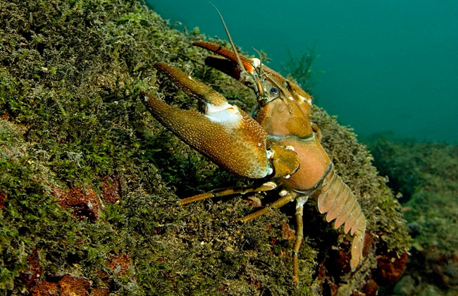 Underwater crayfish by Engbretson Underwater Photography