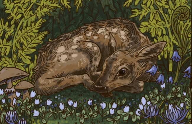 Illustration of an elk calf by Sydney Boveng