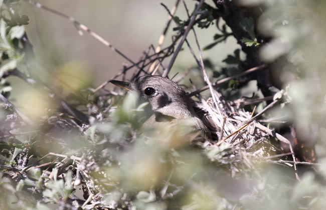 Gray flycatcher in a nest in Beaverhead County sagebrush-steppe