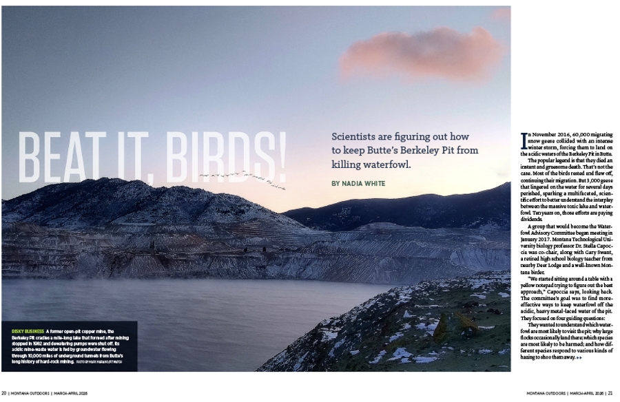 Photo of pheasants being released into the wild