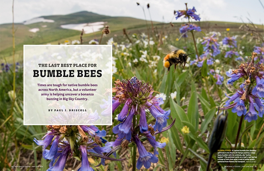 Photo of a bumble bee in a high mountain meadow