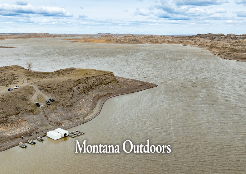Photo of pheasants being released into the wild