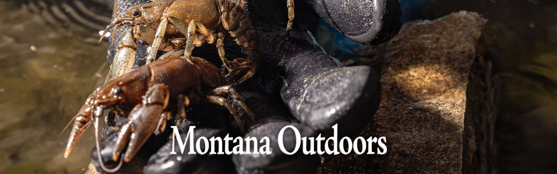 Biologist holds crayfish collected during survey