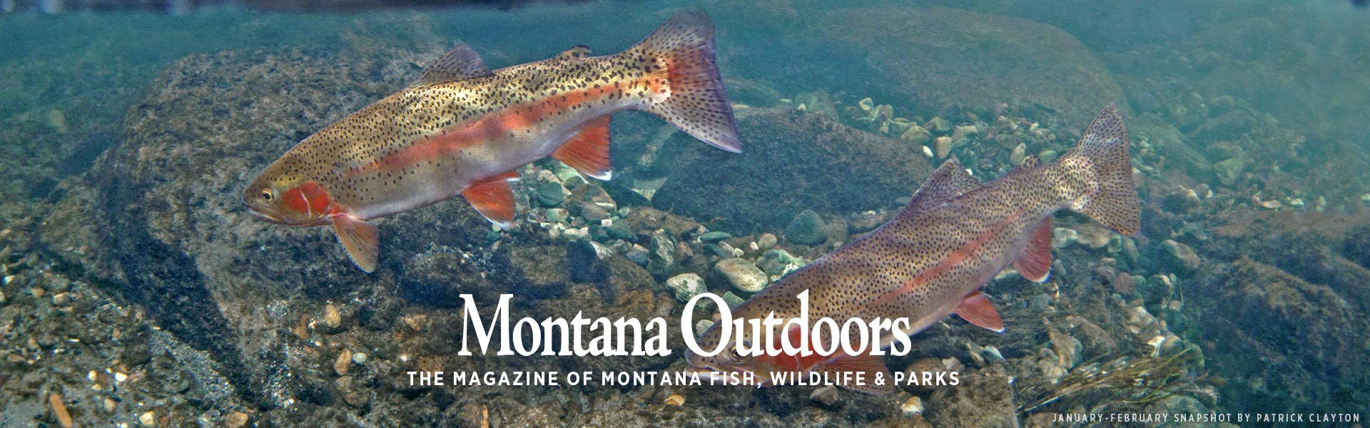 Photographer Cindy Goeddel captured this photo of a river otter on the Yellowstone River for our November-December snapshot.