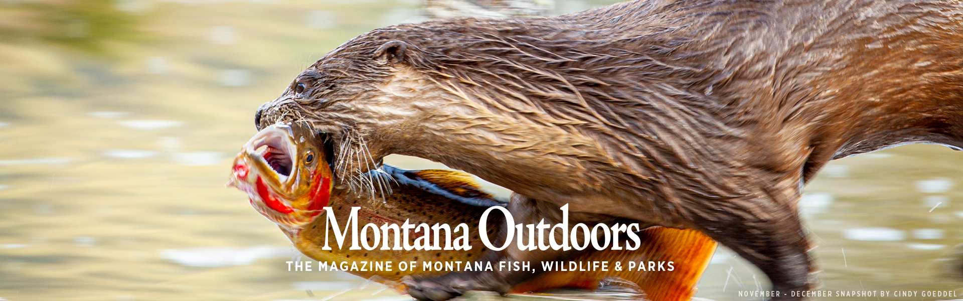 Photographer Cindy Goeddel captured this photo of a river otter on the Yellowstone River for our November-December snapshot.