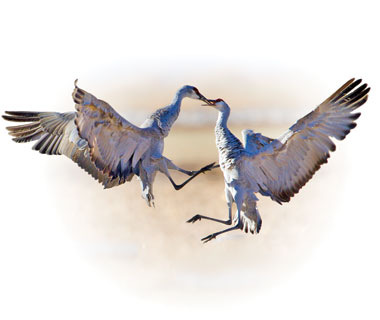 An illustration of two sandhill cranes.