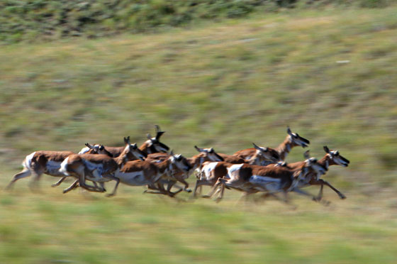A herd of running pronghorns.