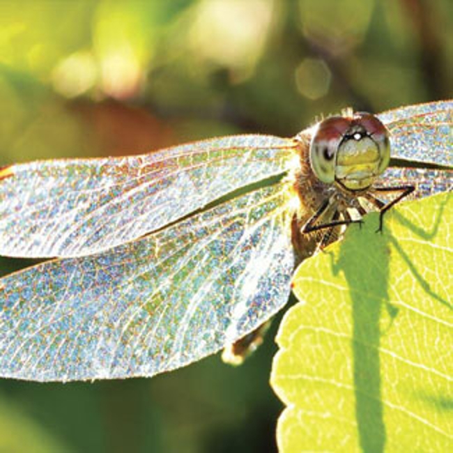 A dragonfly on a leaf.