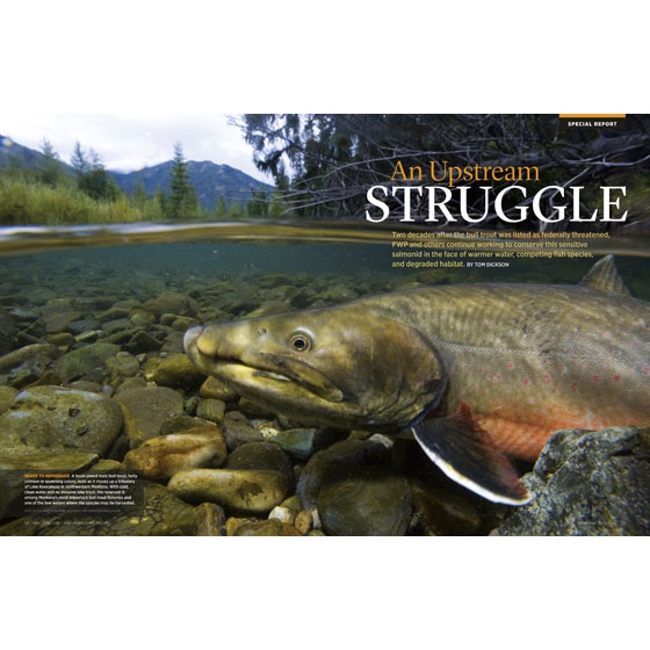 A bull trout in a Montana stream.