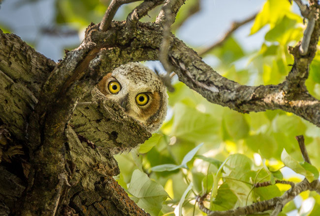 Owl peeking through branches