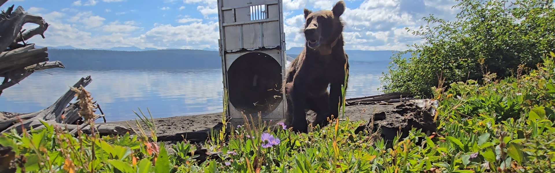 Grizzly running out of trap