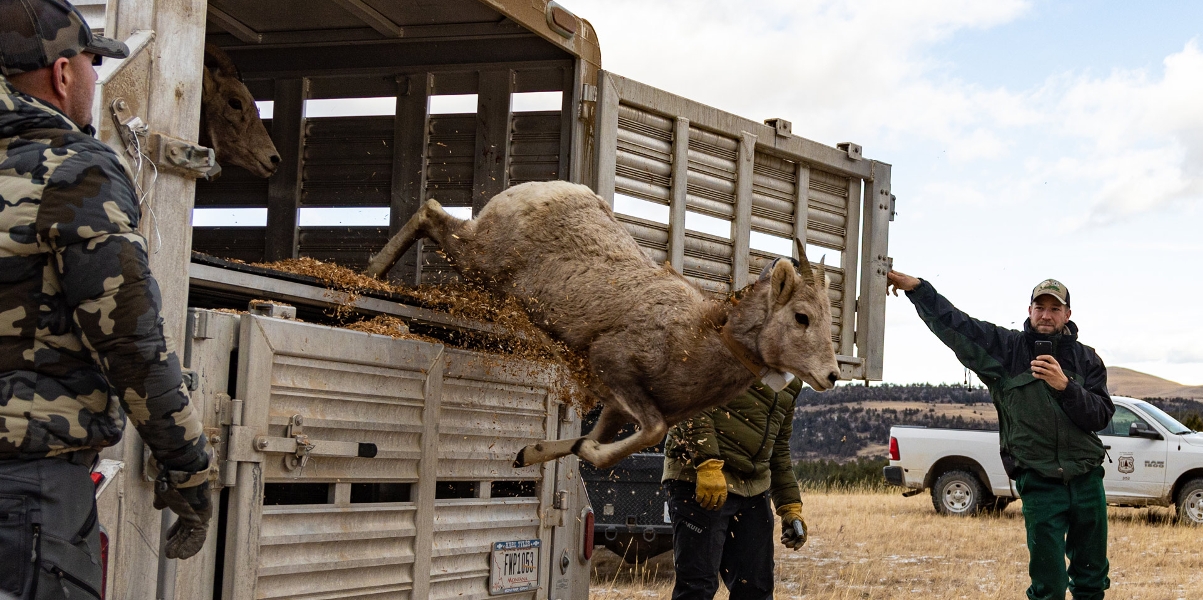 Bighorn sheep jumping out of trailer.