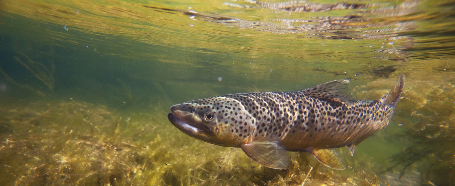 Brown trout underwater
