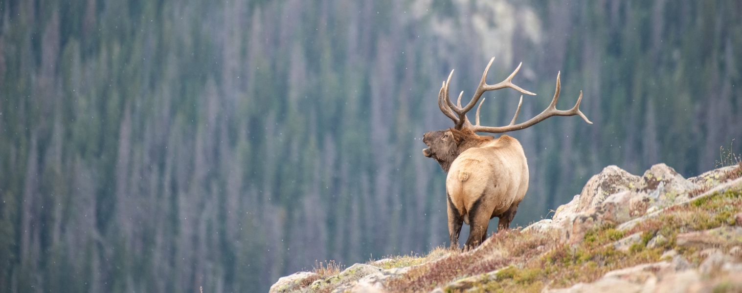 Bull elk