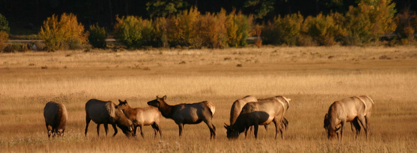 Cow elk in field