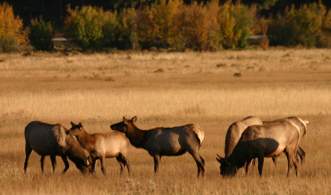 Cow elk in field