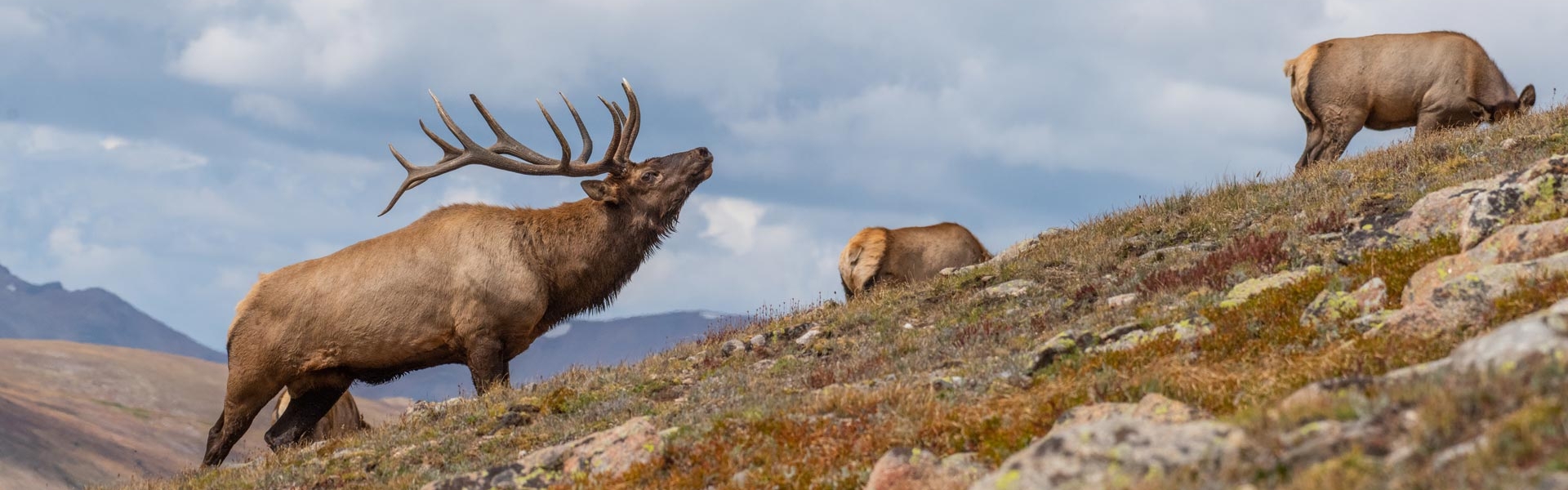 Bull elk