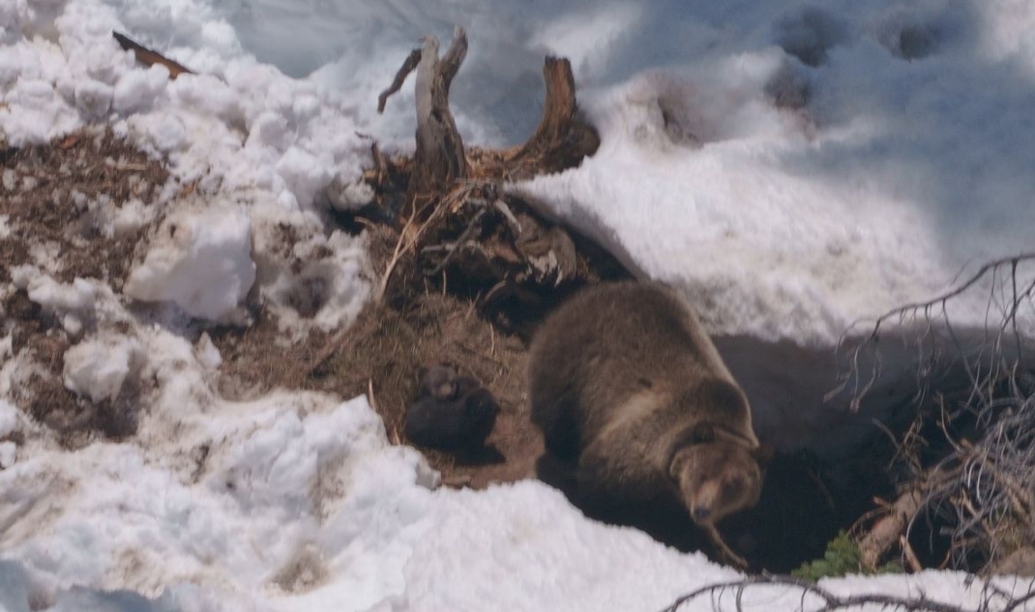 Female grizzly sow with cubs