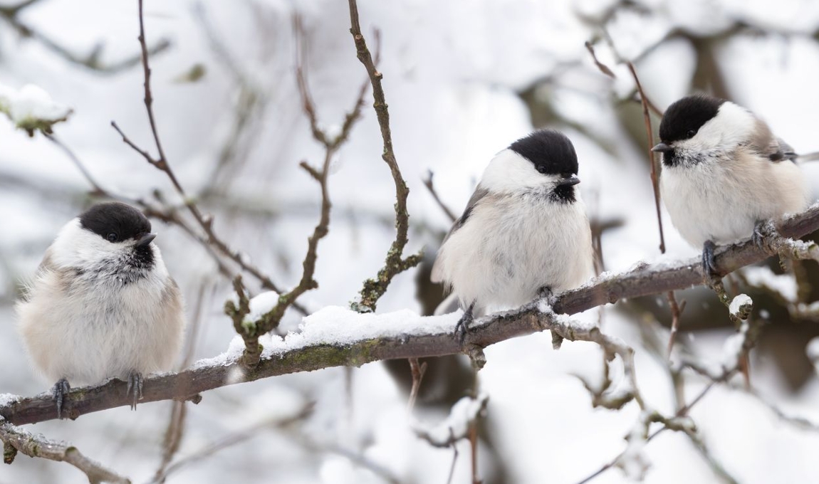 Photo of chickadees on snowy branch