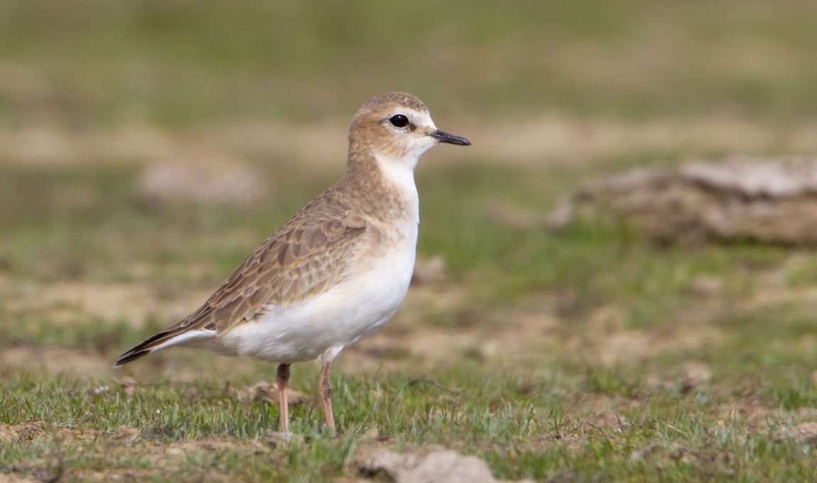 Photo of mountain plover