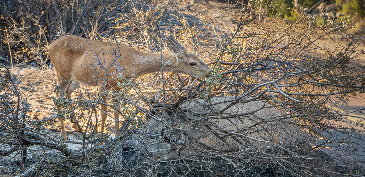 Deer trying to find green leaves in fire remains