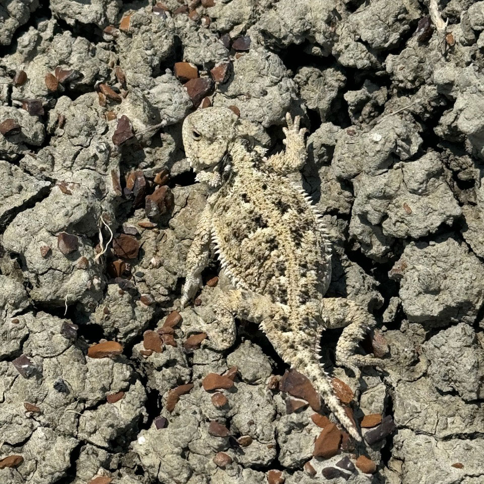 short-horned lizard