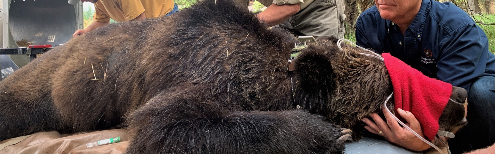 FWP staff relocating grizzly bear