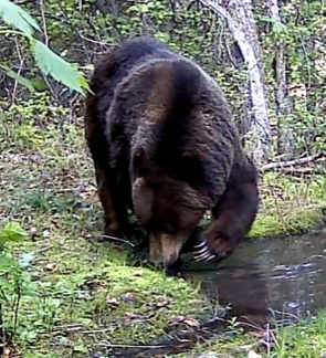 Grizzly bear in Missoula's north hills