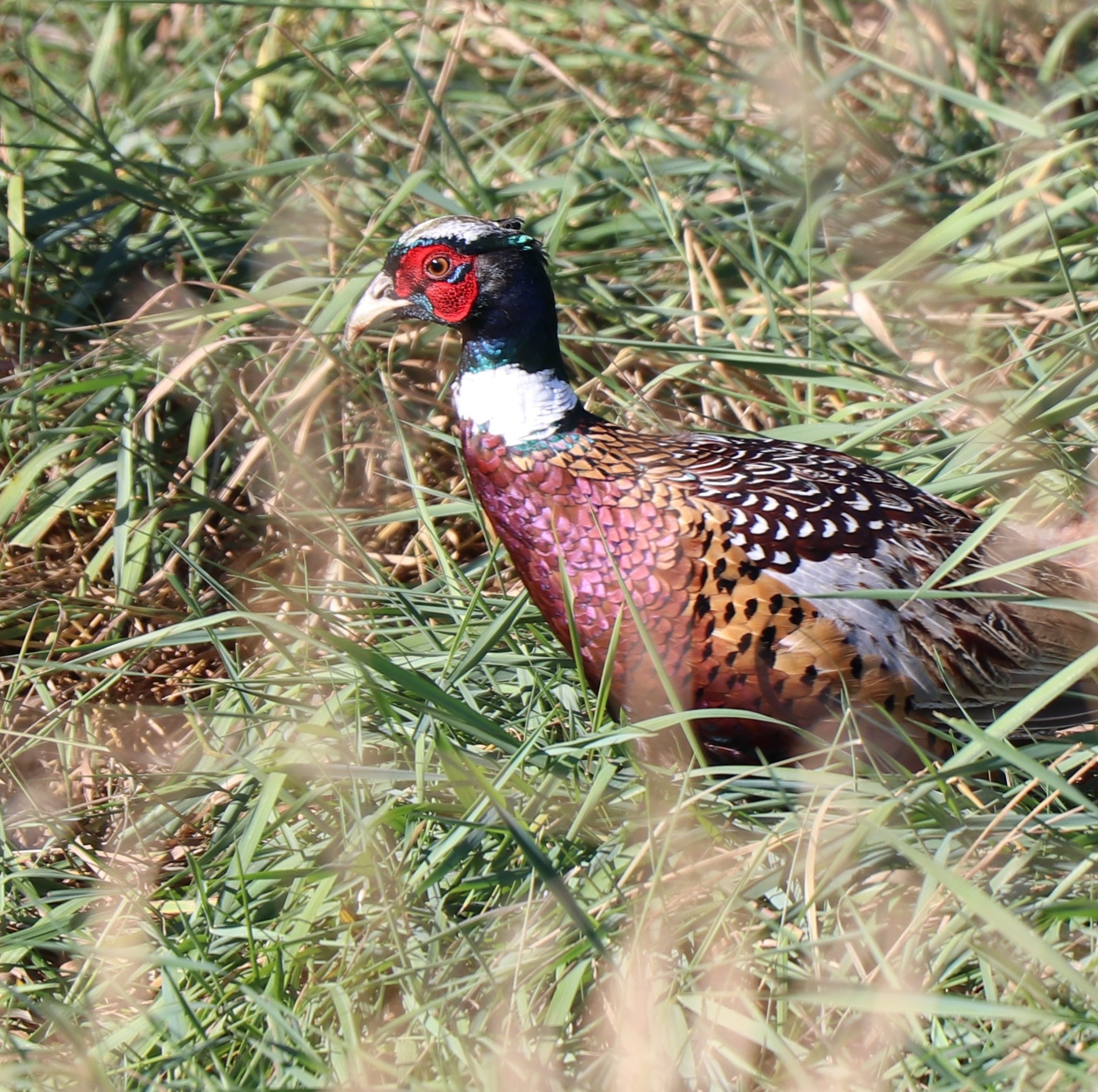 Rooster Pheasant