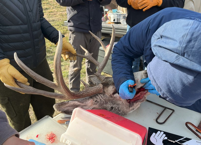 FWP wildlife biologist Melissa Foster collects a tooth from a mule deer buck at the Glendive check station for biological data.